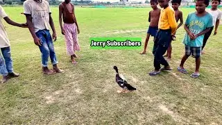 Baby Duck कब्र से जिंदा हुआ और Jerry के साथ पोपट हो गया | #ytshortsindia #minivlog #jerry
