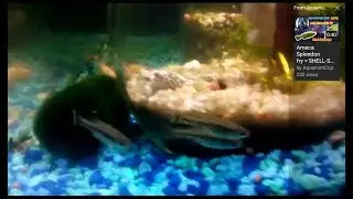 Goodeid Ameca Splenden juveniles display breeding signs , 5 month update