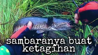 SPOT TANAH GROGOT // DISINI SARANG IKAN GABUS BABON SEMUA PART#1
