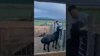 Ловилас