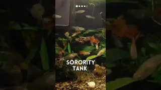 GUPPY FRY SPOTTED #sororitytank #shorts #guppybreeding #guppy #fishtank #aquarium #aquascape #vlog