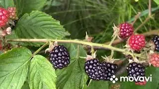#буковина #garden #україна  В лісі стигла ожина🫐🌲🫐🌲🫐🌲👍Смакота