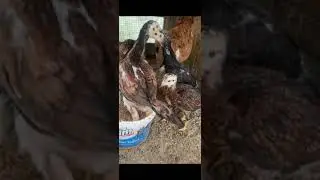 HOROZCU geldi beşikten MEZARA Damızlık ,HİNT HOROZU ÖTÜŞÜ  hint  horozu hakkında bilgiler  sunar 🐓