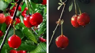 Photoshop Editing - Adding Some Effects and Changing "the Cherry" Background Style