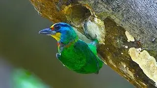Beautiful birds with their names