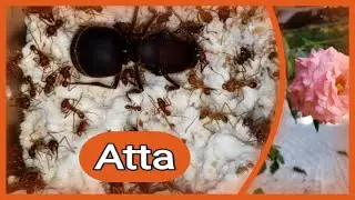🚩COMO CRIAR UNA ATTA ( Cuidados, humedad y ALIMENTACION) Tutorial sobre cortadoras de hojas