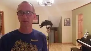 The first 3 days of handling an African pied crow