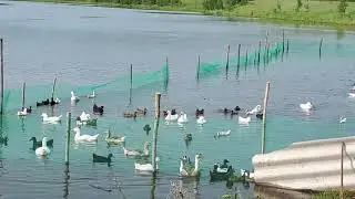 # 9 Ducks went to the river, saving feed when keeping ducks