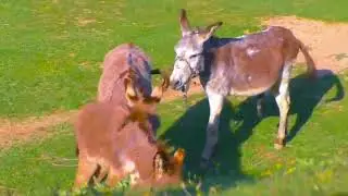 Amazing Donkey in our Village- Beautiful Donkey in our Village