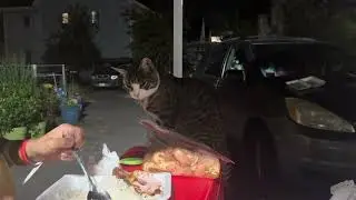 The Cat Just Want a Piece of Drumstick 🥹