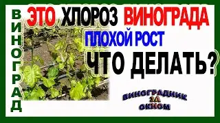 🍇  Если пожелтели листья. Хлороз винограда.Признаки, виды, последствия и лечение хлороза.