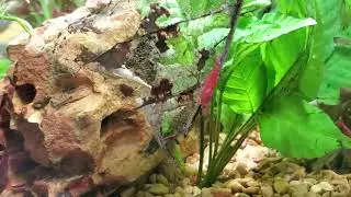 Новый аквариум...с креветками и рыбками...😊