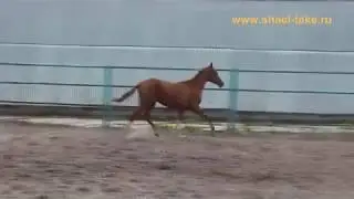 Tseren Shael (Tsair Shael - Sakhrayat), akhal-teke colt, ахалтекинский жеребец.