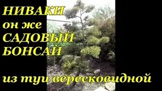 Niwaki (outdoor bonsai) of TUI Western vereskoviy.