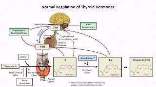 Thyroid Hormones and Thyroid Function Tests