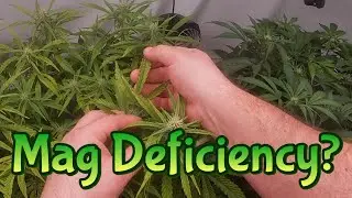 Week 8 Autoflowers & Autopots (Mag Deficiency?)