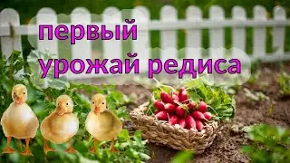первый урожай редиса