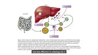 Advances in Dyslipidaemia Treatments Focusing on ApoC3 and ANGPTL3 Inhibitors
