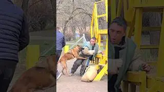 📣Bodyguard dog‼️#STRAZHODESSA Belgian Shepherd Malinois Training Odessa Ukraine