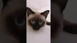 Стич и смена белья