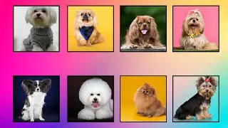 🐾 Meet the Tiniest Tail-Waggers! 🐶 The Cutest Tiny Dog Breeds That'll Steal Your Heart ❤️