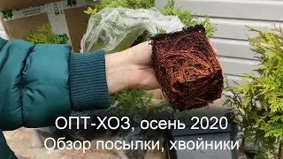 Распаковка посылки ОПТ-ХОЗ, осень 2020, хвойники, посылка 2
