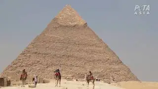 Égypte : Animaux Maltraités pour le Tourisme