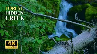 Peaceful Forest Creek Sounds for Concentration, Meditation, Focus or Study | Relaxing Nature Sounds