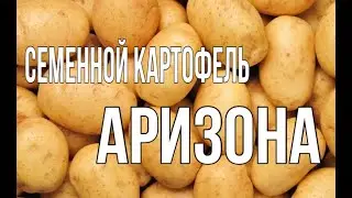 🥔Семенной картофель Аризона 