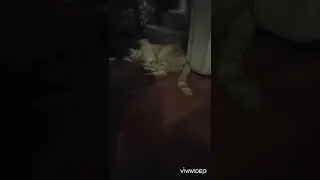 Котёнок играется с котом.