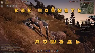 Black Desert Как поймать лошадь