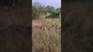 Leopard with a rabbit, no easter eggs for you!