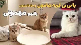 بچه گربه‌ها توی مهمونی چه کار می‌کنن؟ | واکنش بامزه بچه گربه هامون به مهمونی