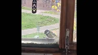 ВОТ ЛЕТАЛИ ПТИЧКИ...
