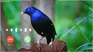Notification Ringtone | Best message tone | Sms tone | sms Ringtone 2020360p