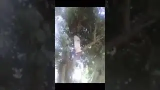 Tree branch points precisely to 21.4225° N, 39.8262° E