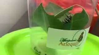 Mariposa Monarca - Aprendiendo con Isaías