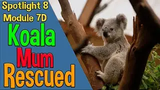 Spotlight 8 Модуль 7D. Koala Mum Rescued