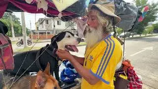 La Historia De Noé Y Sus Perros De Amor Puro