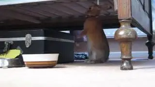 House rabbits