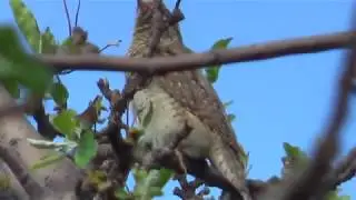 Птичий мир 