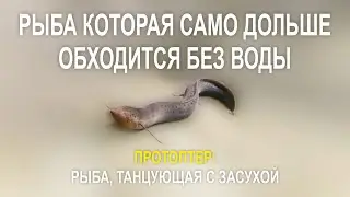 ПРОТОПТЕР РЫБА, ТАНЦУЮЩАЯ С ЗАСУХОЙ, РЫБА КОТОРАЯ САМО ДОЛЬШЕ ОБХОДИТСЯ БЕЗ ВОДЫ