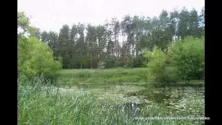 Весільна (пісня на вірші Т. Г. Шевченко)