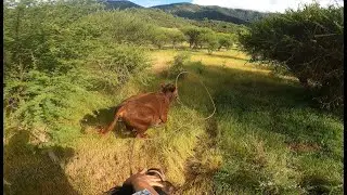 Laceadores de cerro #48