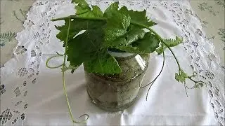 Grape leaves for stuffed cabbage rolls (sarma, dolma). How to select and jar them for winter