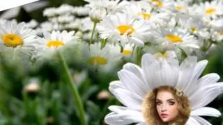 Ромашка белая. Скачать в HD