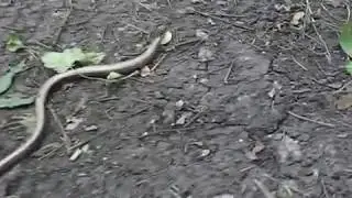 Snake at Mount Razvalka in Zheleznovodsk
