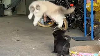 CATS vs DOGS: Totally Bonkers and Wildly Unpredictable