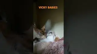 VICKY BABIES are Sleeping