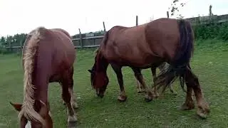 Ветка и Вишня пришли к жеребцу